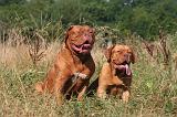 DOGUE DE BORDEAUX 478